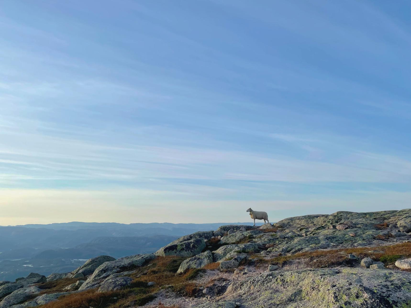 A sheep on rocks, enjoying the view from Hilleknuten