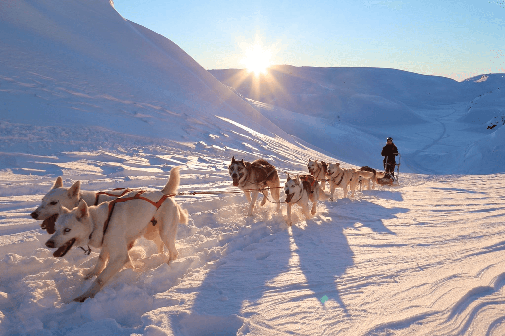 Hundespannkjøring i snøen i Sirdal med solnedgang.