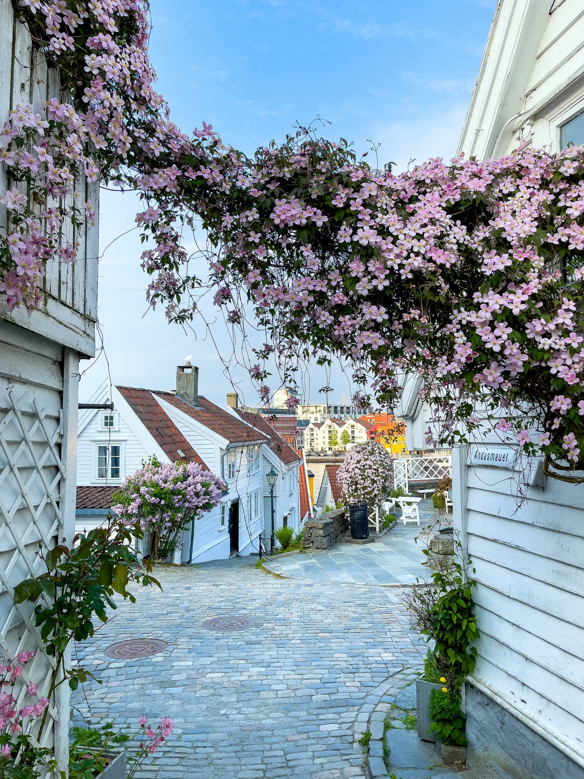 Old Stavanger, white wooden houses and flowers on cobblestone streets